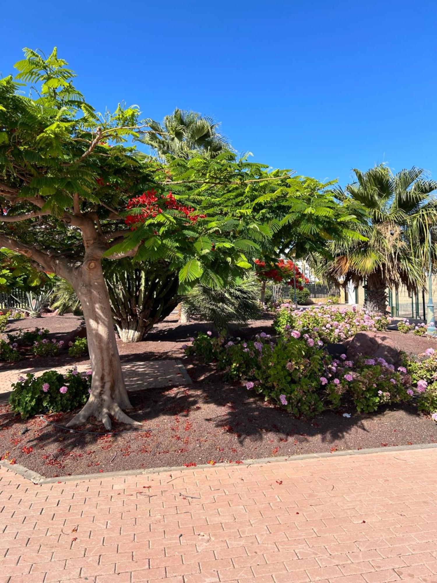 Honey Bunch Apartment Caleta De Fuste Bagian luar foto