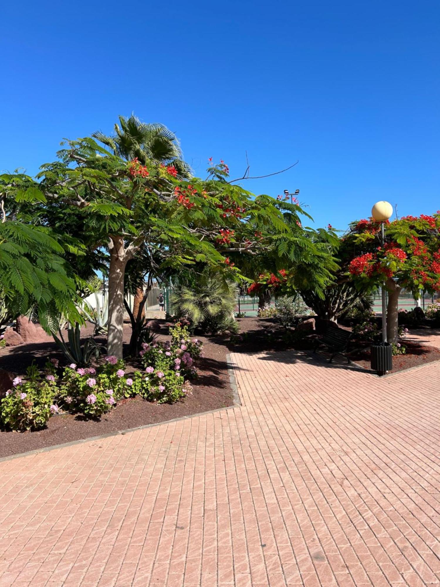 Honey Bunch Apartment Caleta De Fuste Bagian luar foto